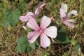Malva trimestris